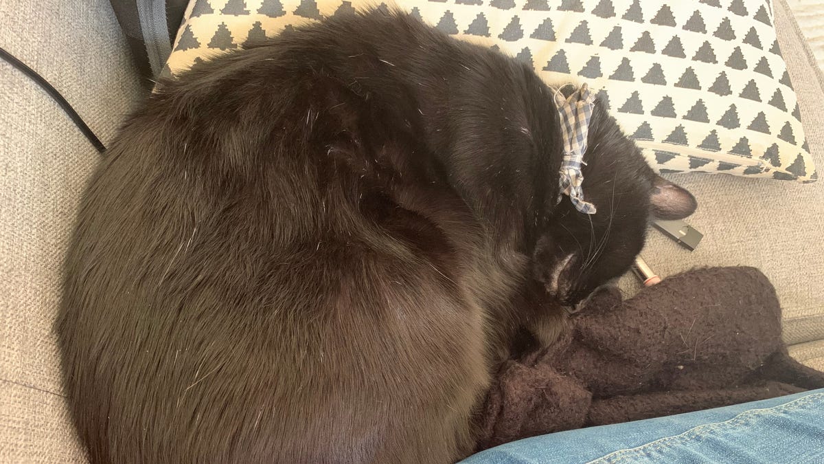 Please Teach This Cat How to Properly Practice Social Distancing