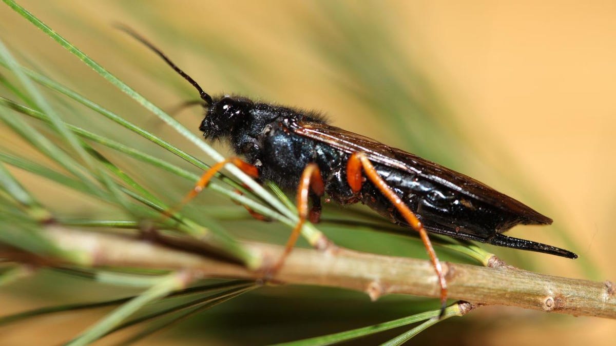 Invasive PineKilling Wasps Are Even Worse Than They Sound