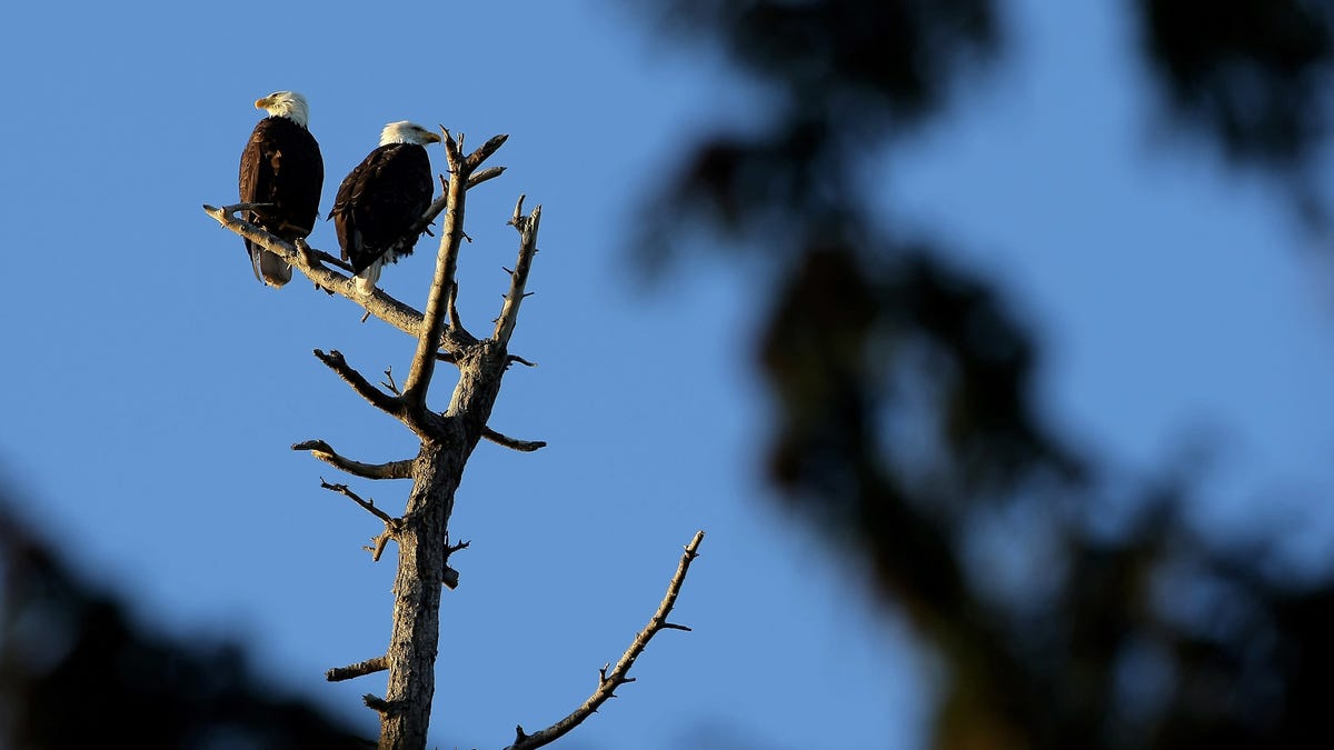 The mysterious bald eagle killer finally identified