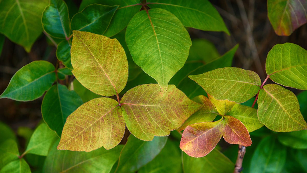 How To Spot Poison Ivy After It Changes Color In The Fall