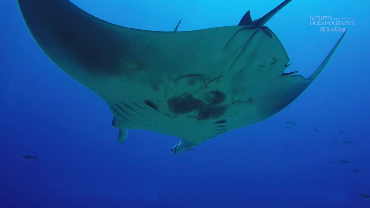 giant manta ray discovery