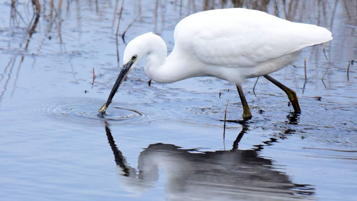 Somebody S Mom Painted A Bird And Now Reddit Is Stuck In An