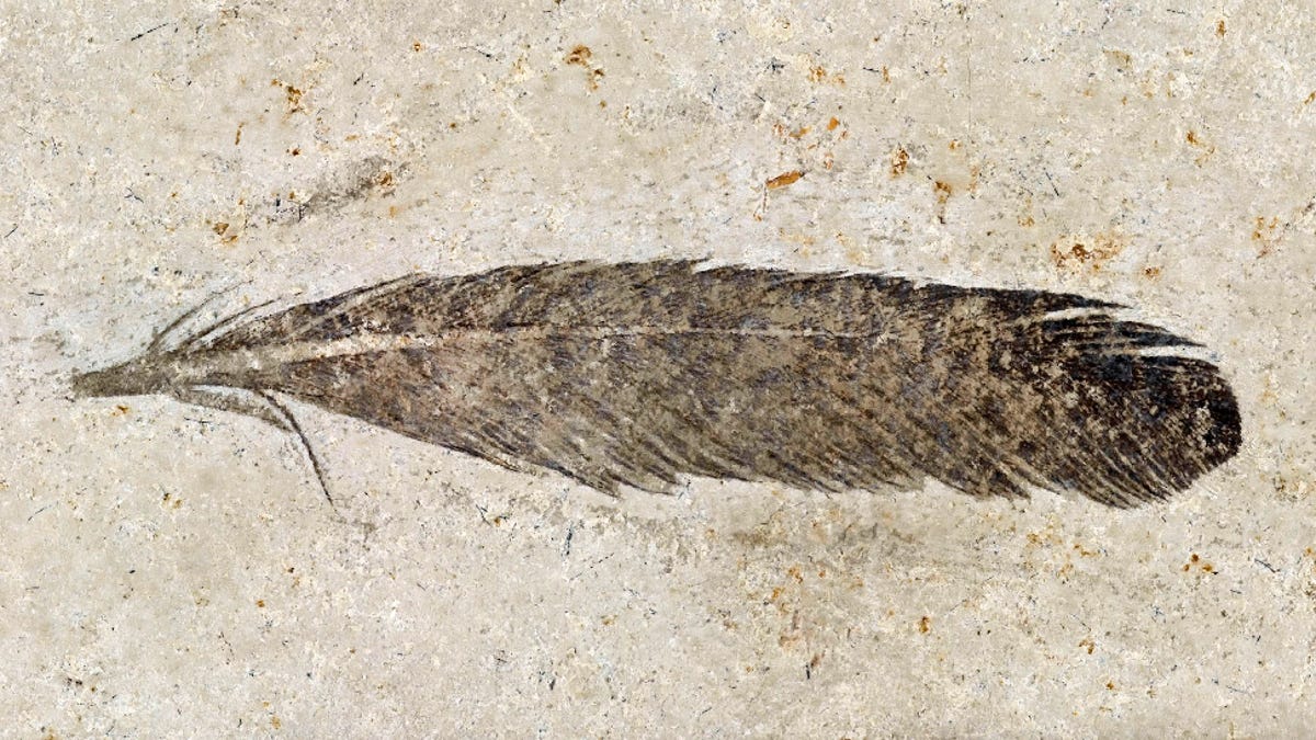 The First Dinosaur Feather Ever Found Is Still Controversial - Gizmodo
