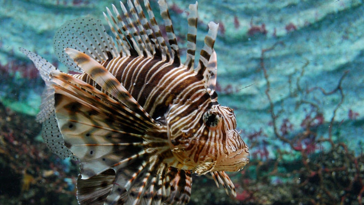 Lionfish Are Eating Fish We Didn T Even Know Existed
