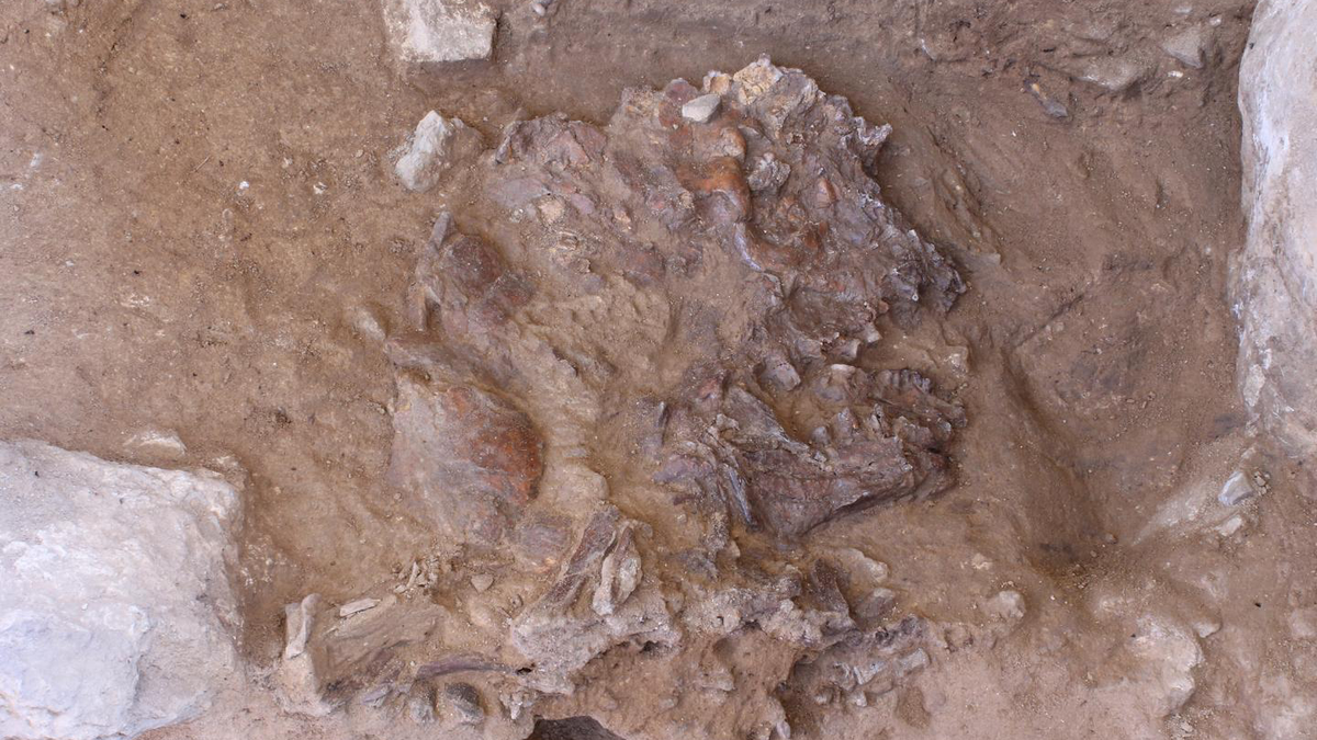 Newly Discovered Neanderthal Skeleton Hints at Intentional 'Flower Burial'