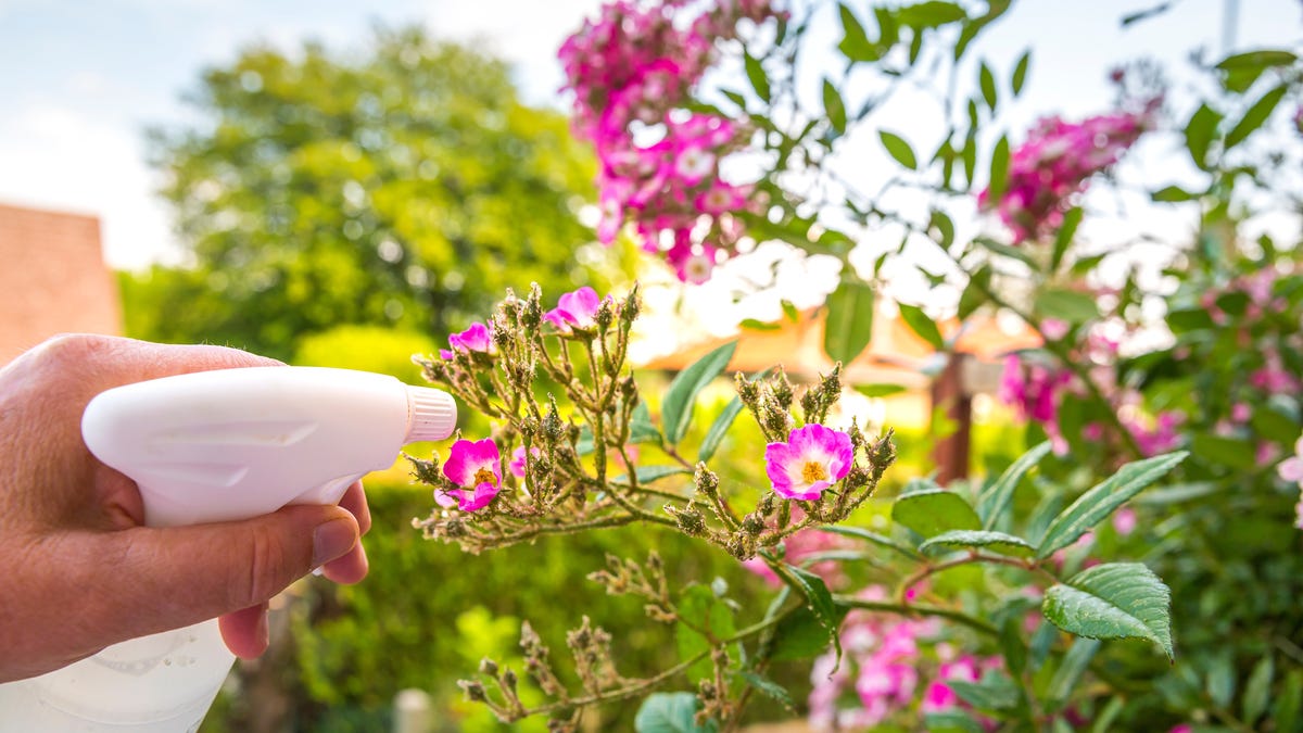 10 Ways You Should Be Using Vinegar In Your Garden