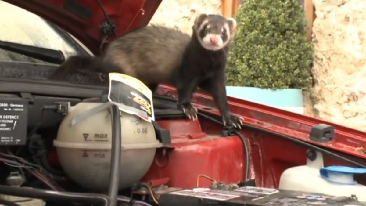 How Cute Ferret Like Animals Cause Germany 65 Million In