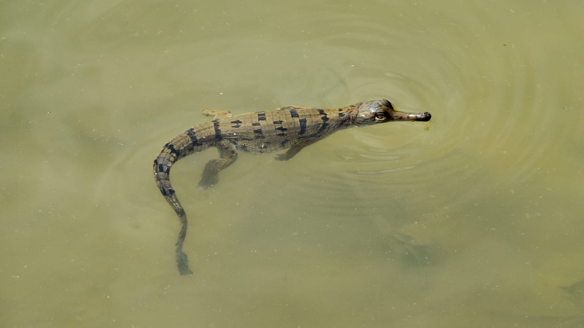 Scientists Found a Secret Breeding Site of One of the World's Most Endangered Reptiles