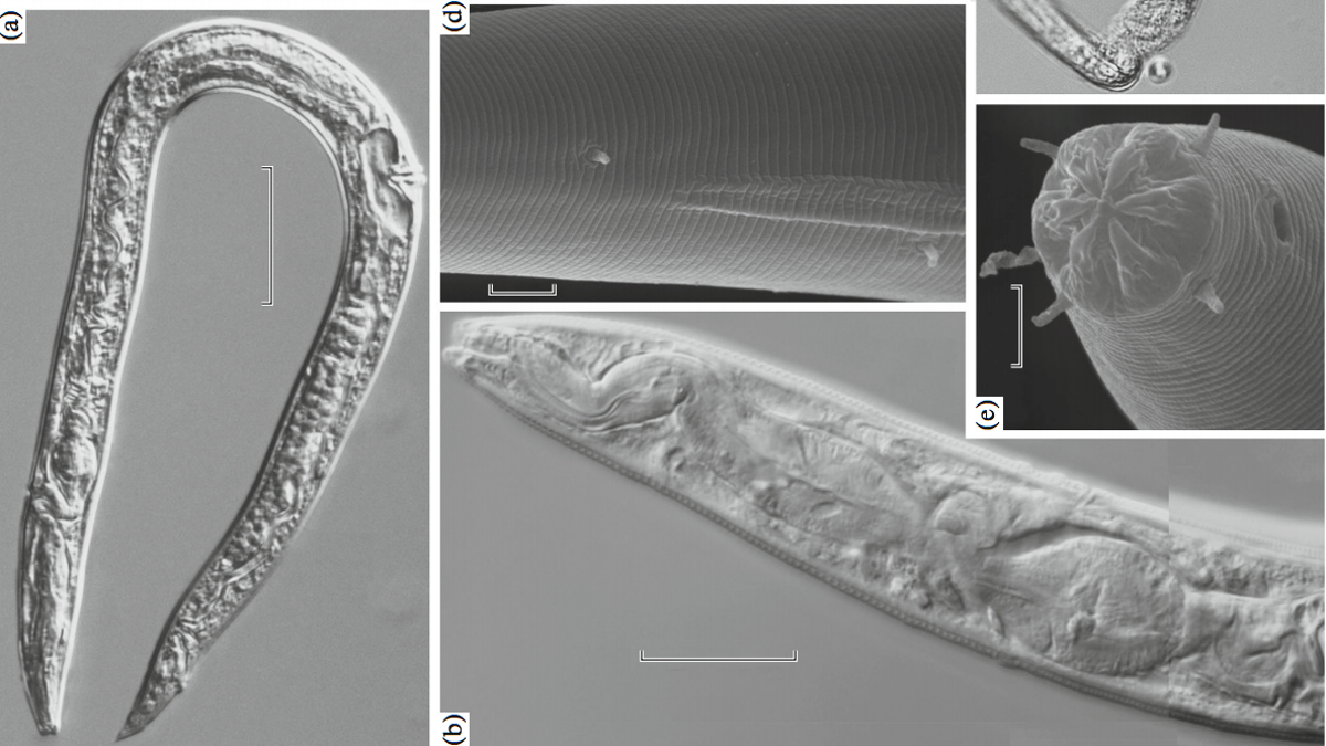 Russian Scientists Claim to Have Resurrected 40,000-Year-Old Worms ...