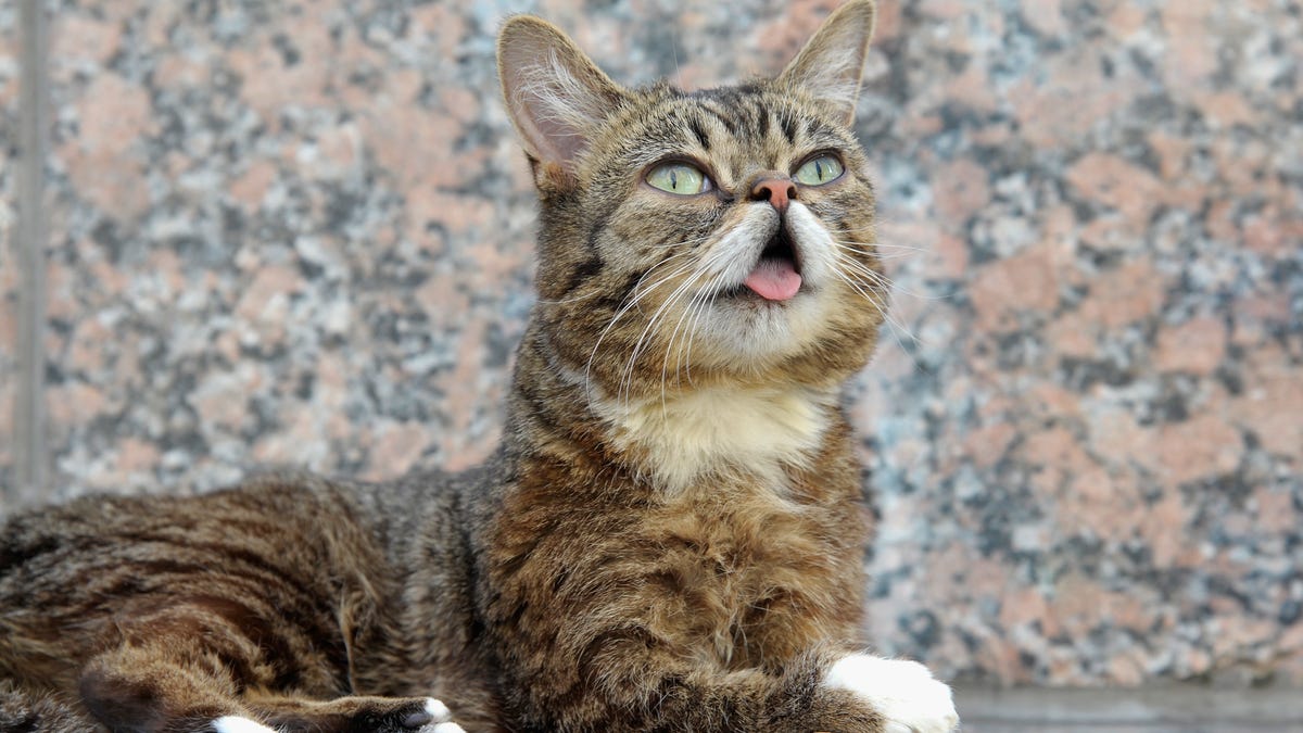 This Cat Is Dead