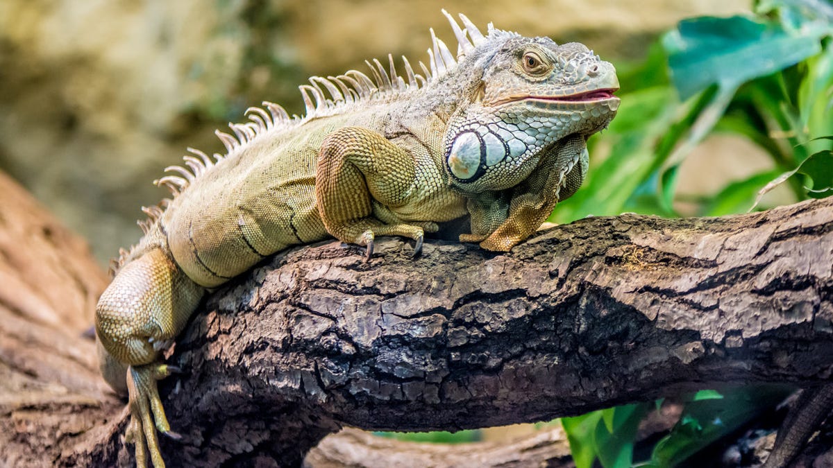 Judge Orders Restaurant Iguana Swinger Not To Brag About His Crime