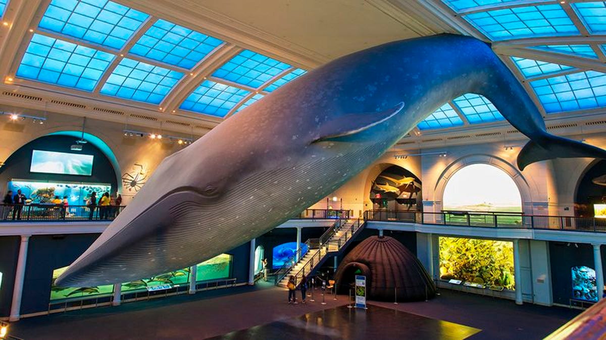 End Of An Era The Blue Whale That Hangs From The Ceiling