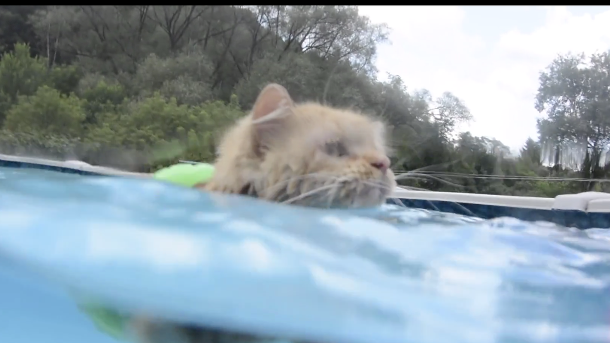 Follow This Swimming Cats Example And Go To The Pool Immediately 