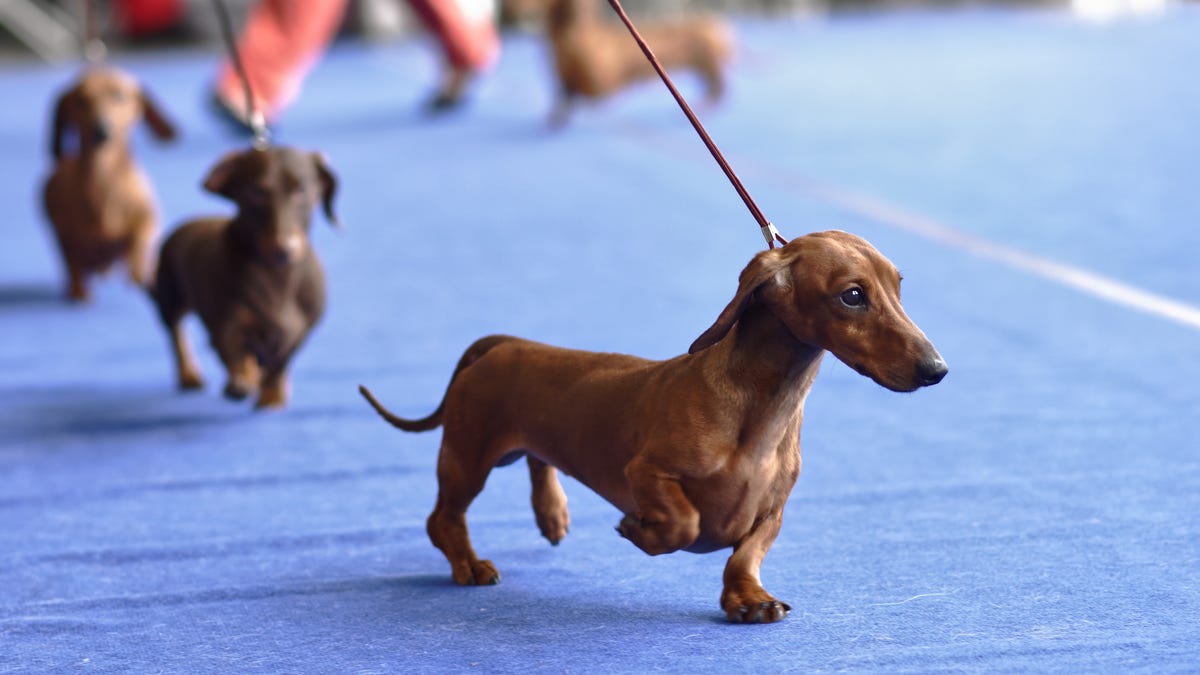 How to Watch the National Dog Show on Thanksgiving Day