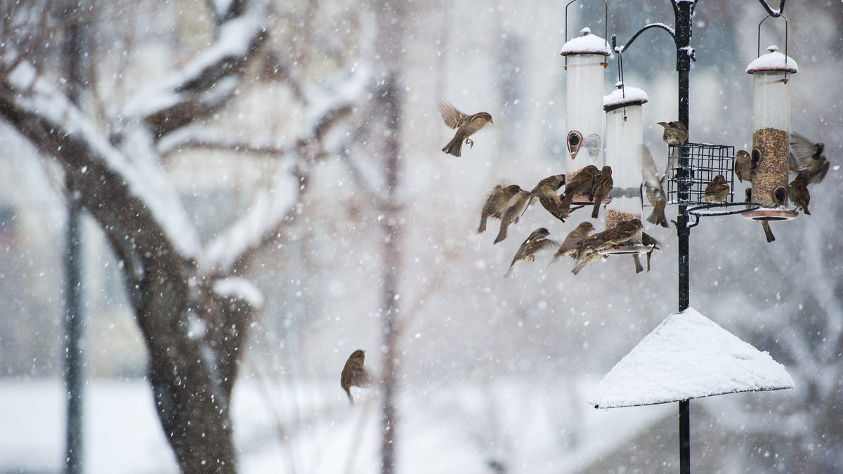 There's Still Time to Join the Christmas Bird Count