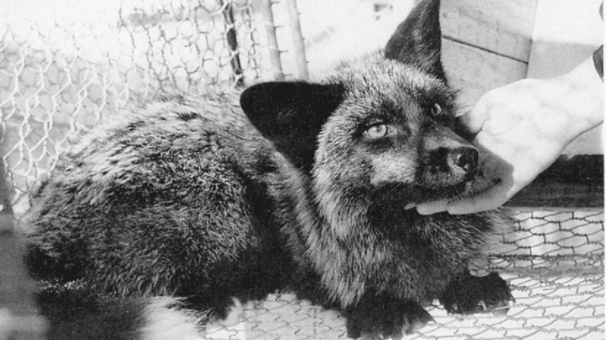 Famous Foxes Bred for Tameness Weren’t Actually Wild in the First Place, Claims Controversial New Paper