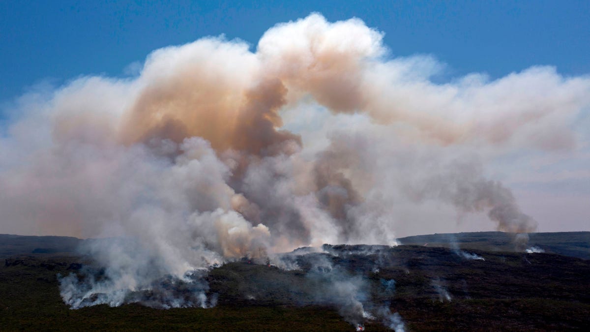 Some rainforests become sources of carbon