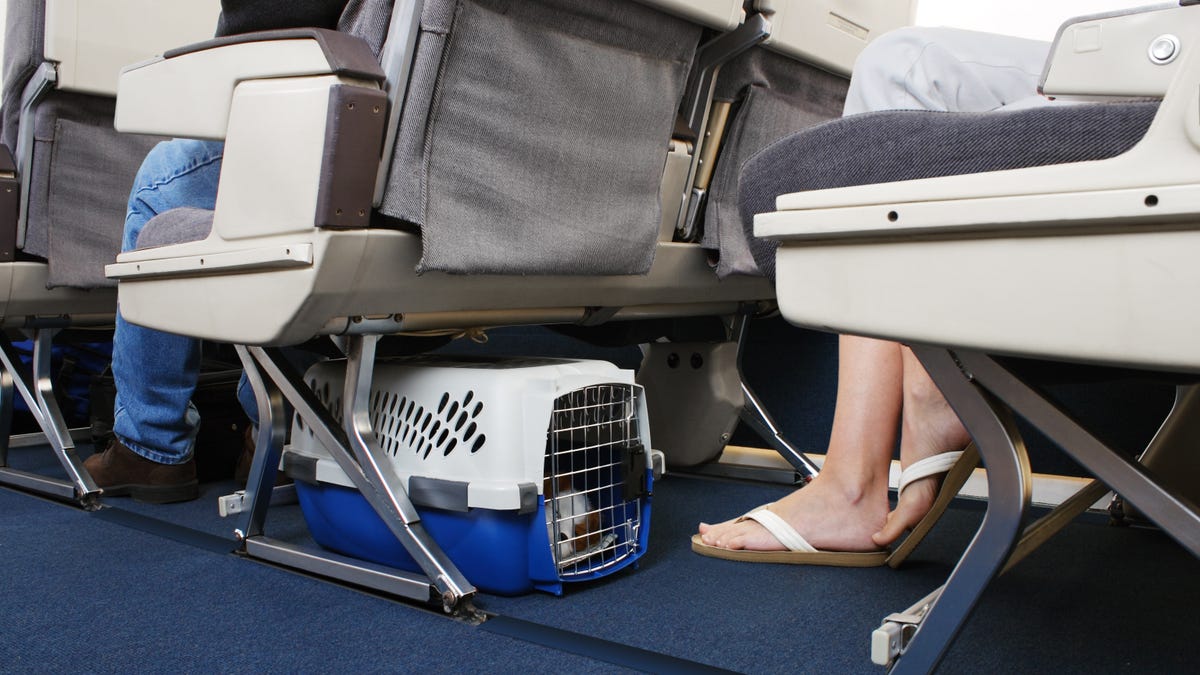 az-news-ai.blogspot.com - Can You Bring Your Emotional Support Animal on Your Next Flight? - Lifehacker