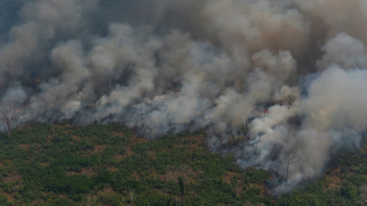 What Caused The Amazon Rainforest Fires