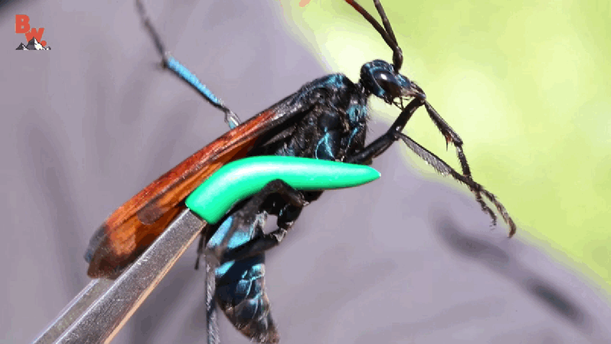 avispa parasitaria española