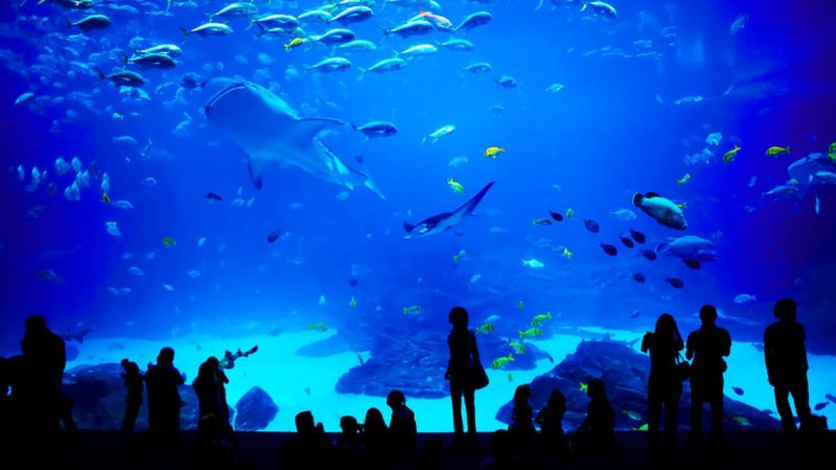 all the dumbass fish at the aquarium