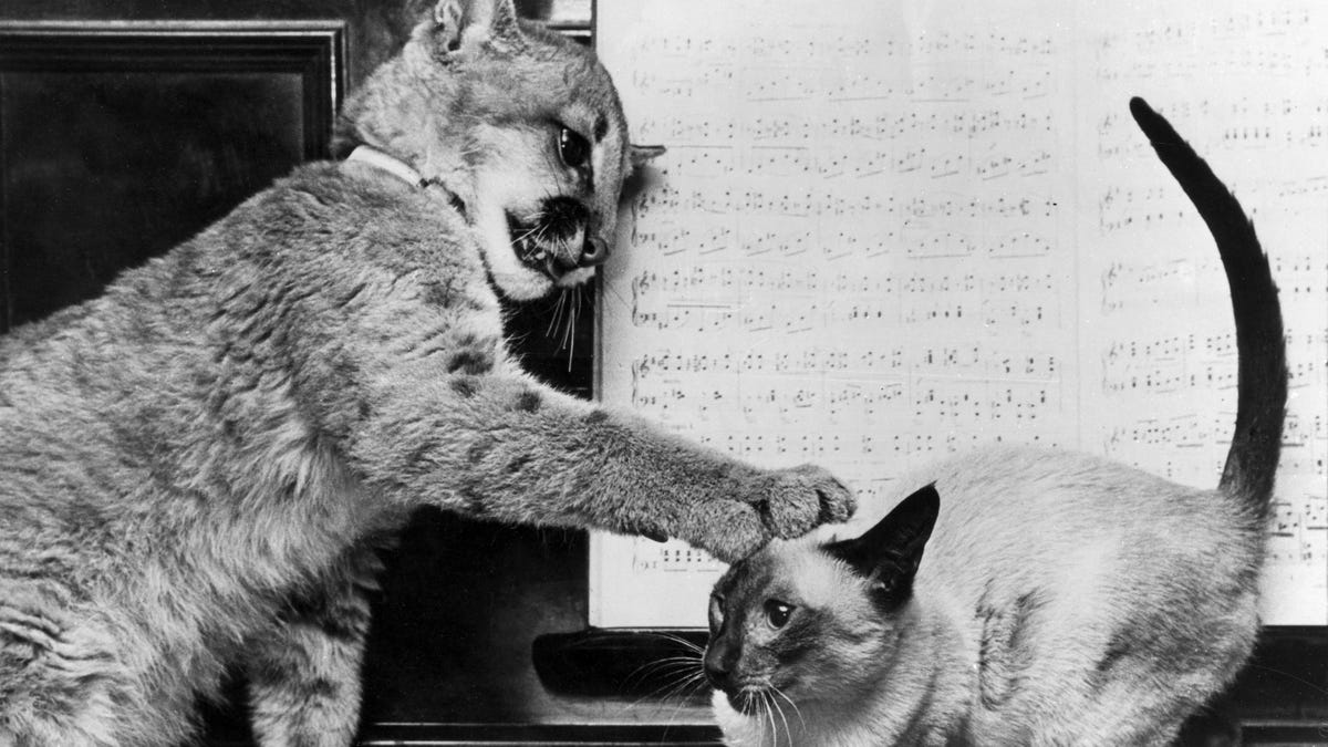 The Reaction To Cat Person Shows How The Internet Can Even Ruin