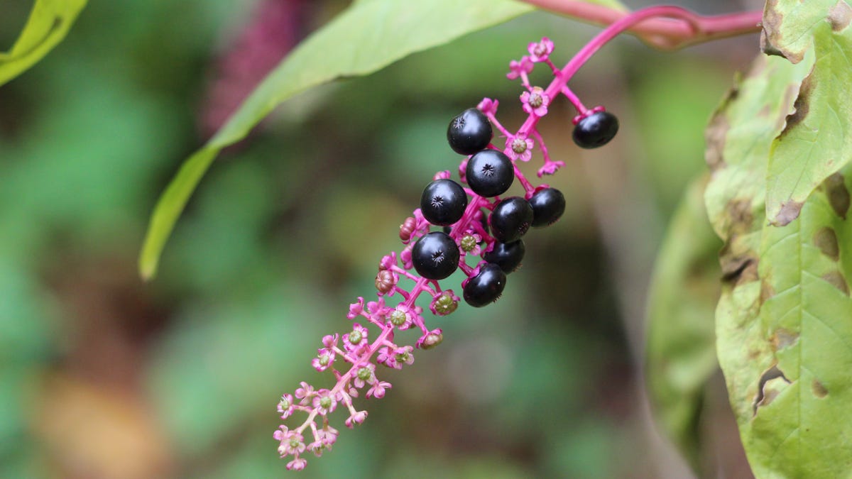 Растение с пурпурно чёрными ягодами в высоту 3 метра