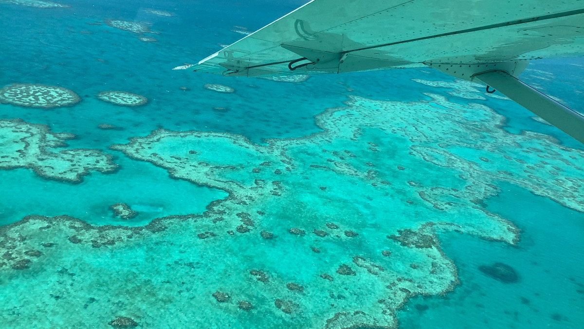 'It's Horrific': Climate Change Is Killing the Great Barrier Reef