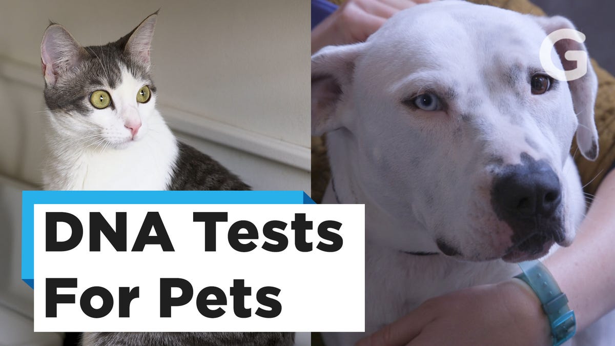 Download I DNA Tested My Cat and She Was Not Happy About It