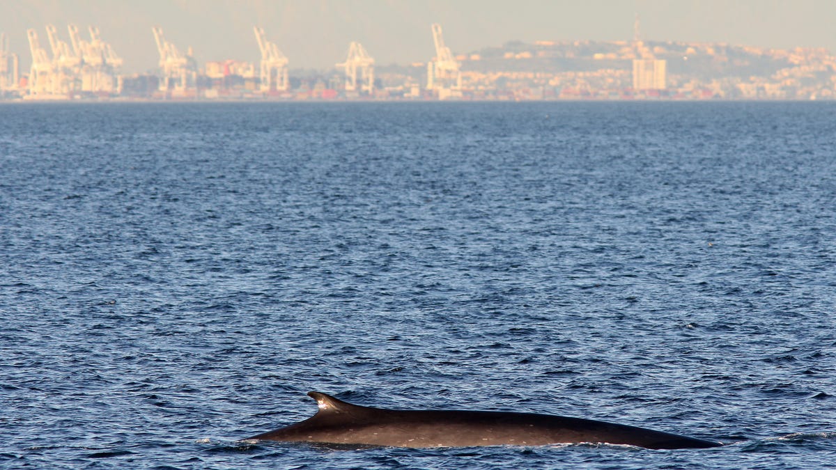 How Whale Songs Can Help Us Explore the Ocean