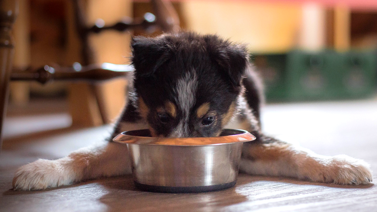 Expensive Pet Foods Aren T Any Healthier Than Cheap Ones