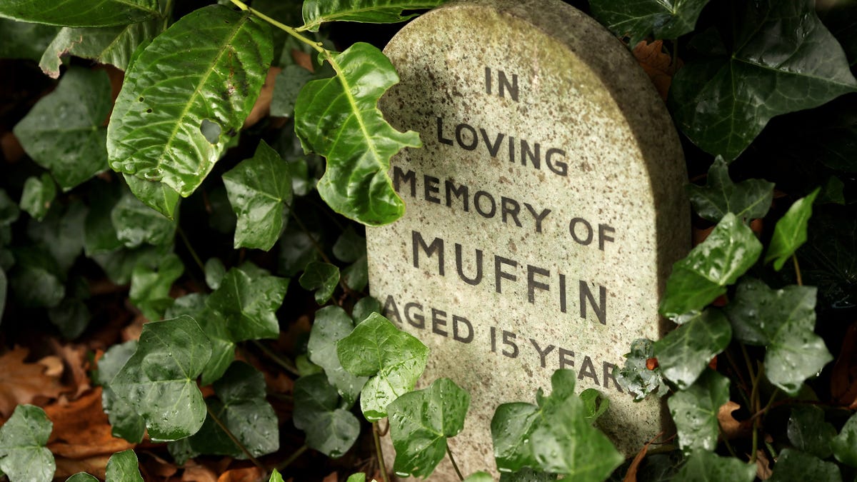 Stop Burying Your Pets In The Backyard