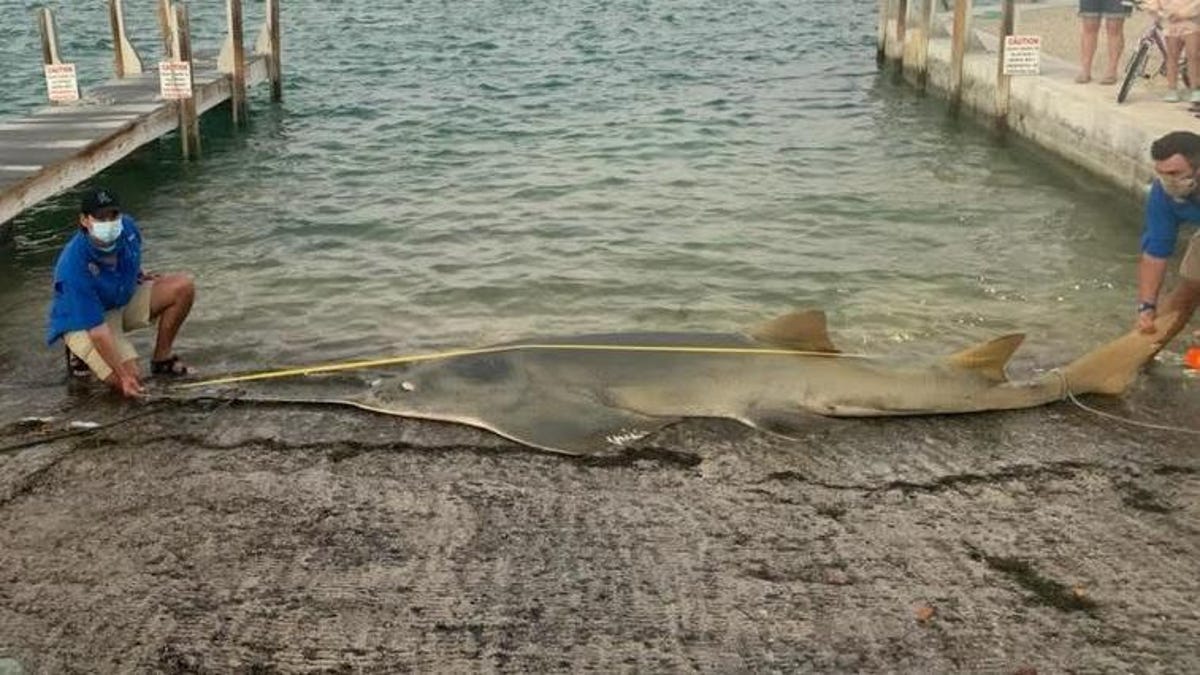 The Biggest Smalltooth Sawfish Ever Measured Washed Ashore in Florida thumbnail