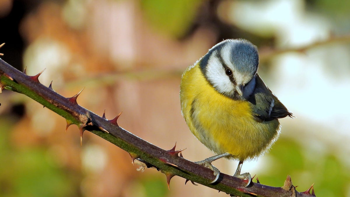 These Birds Learned to Avoid Yucky Food by Watching Videos on the Computer