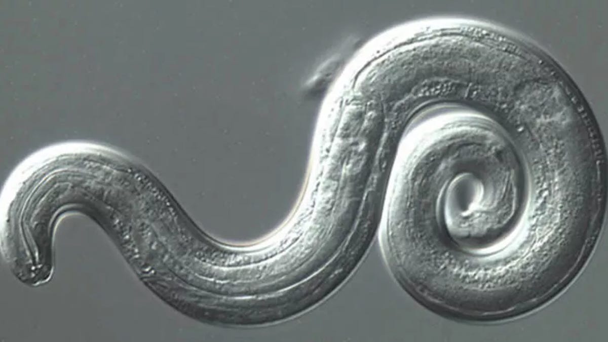 A Deadly Brain Invading Worm Is Disturbingly Widespread In Florida