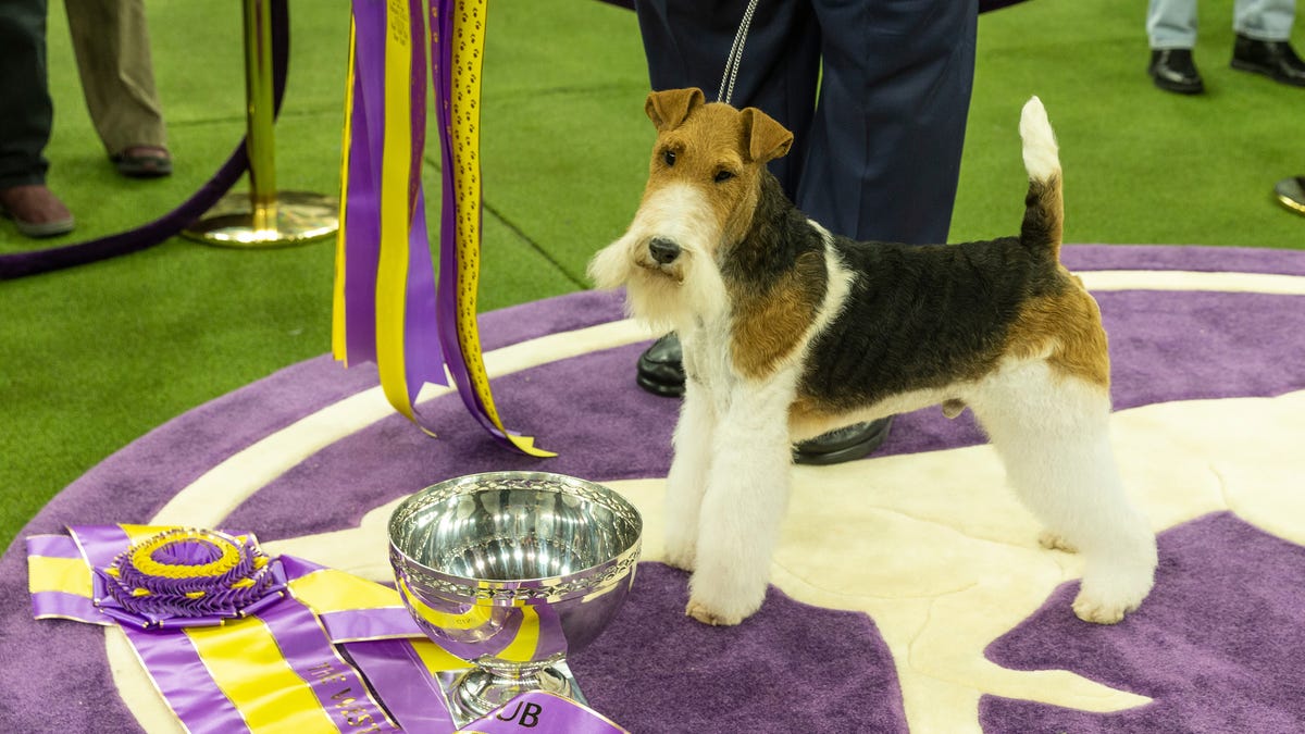 How to Stream the Westminster Dog Show Without Cable thumbnail