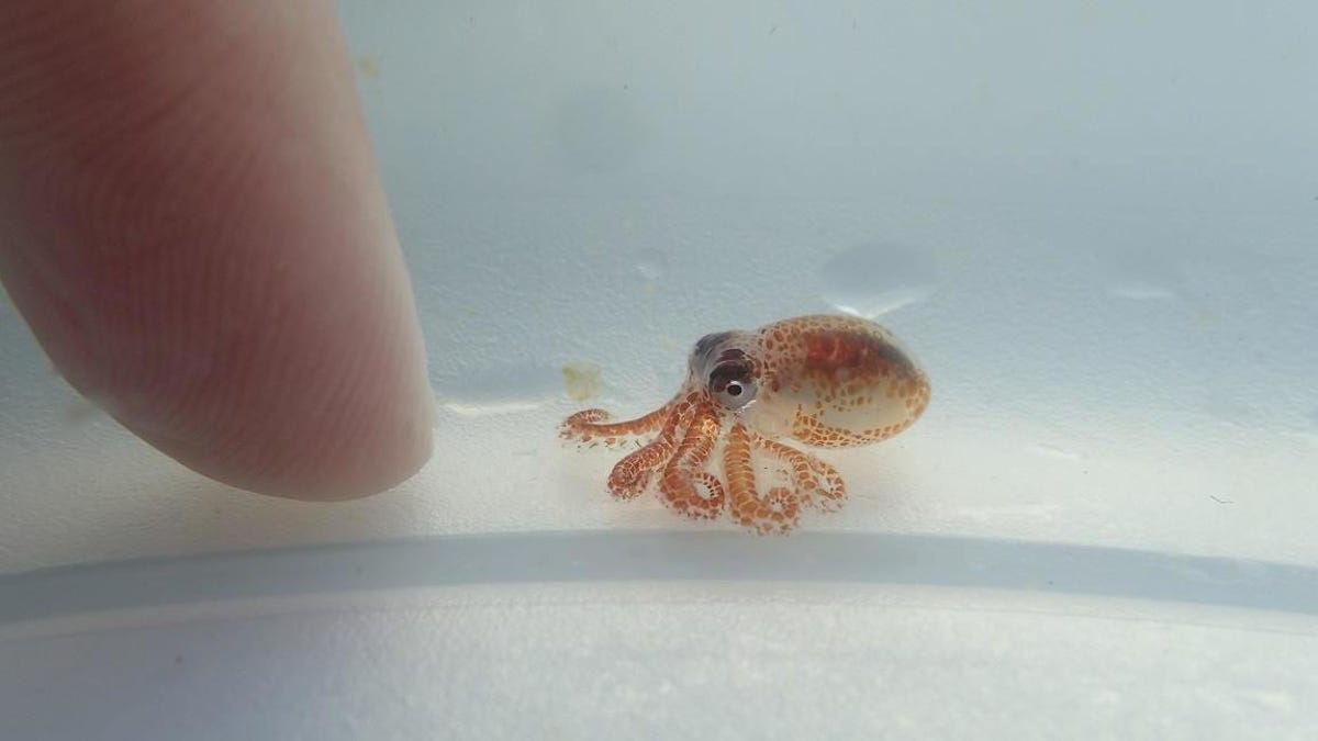 mini flip octopus