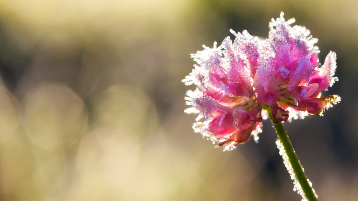 What to Do if a Late Frost Damages Your Plants