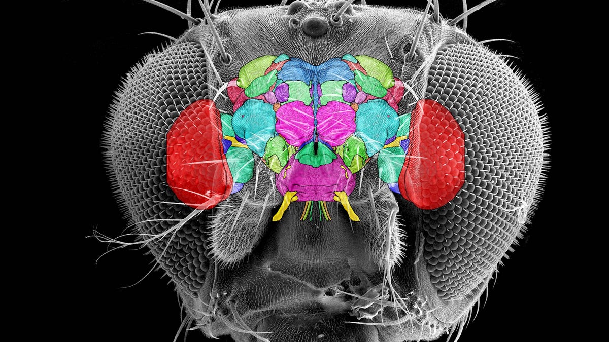 Explore the Inside of a Fruit Fly Brain in Stunning 3D