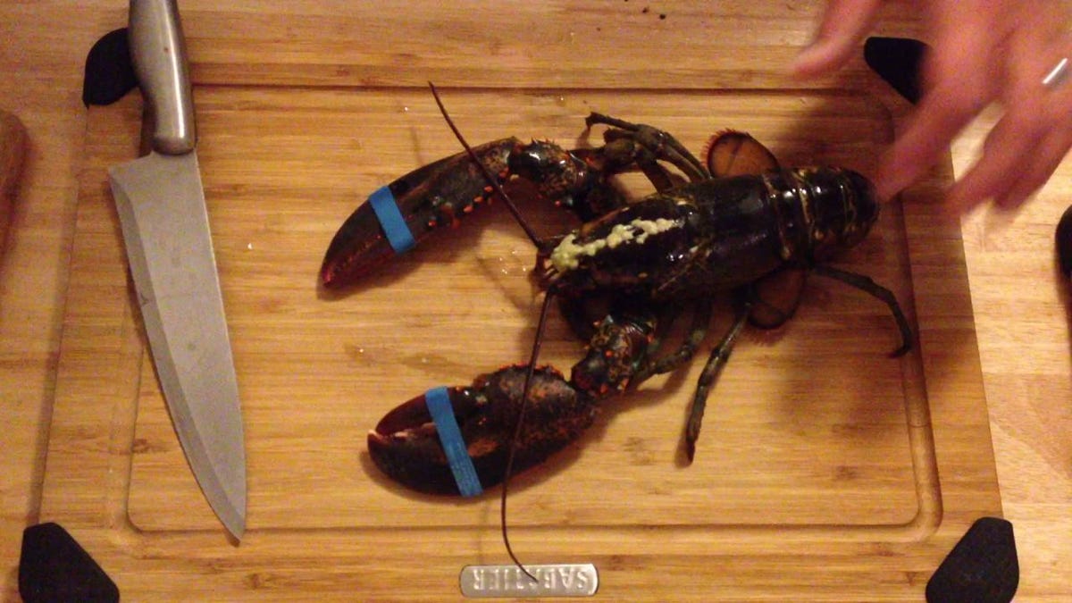 is it humane to cook lobster alive