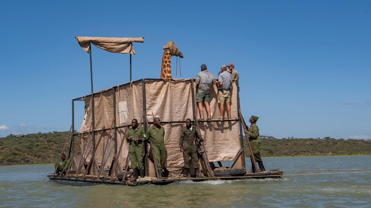 photo of A Daring Giraffe Rescue Is Underway in Kenya image