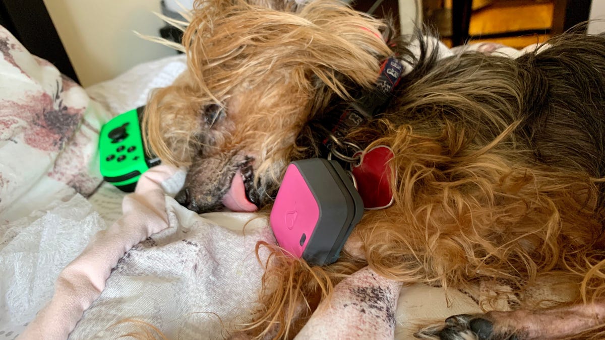 dog fitness tracker