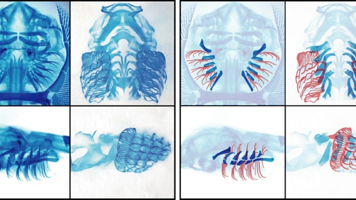 New Evidence Suggests That Limbs And Fins Evolved From