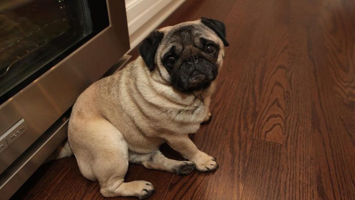 10-Month-Old Pug Worried Upon Reaching Age When Father Developed