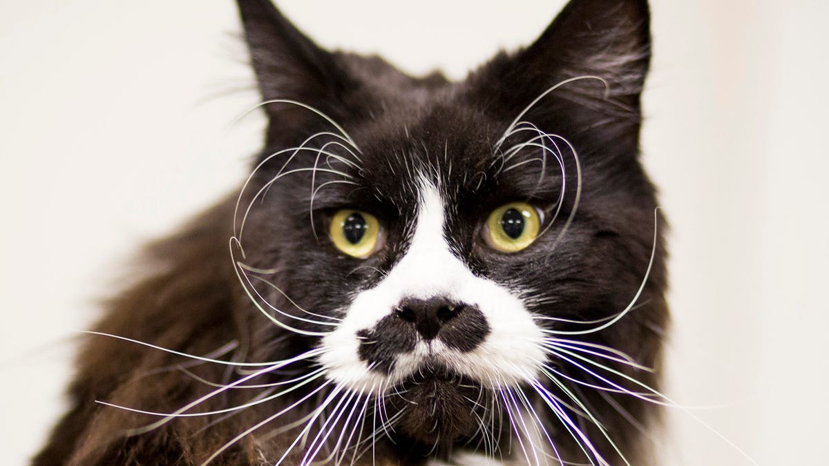 Cat S Whiskers A Little Much