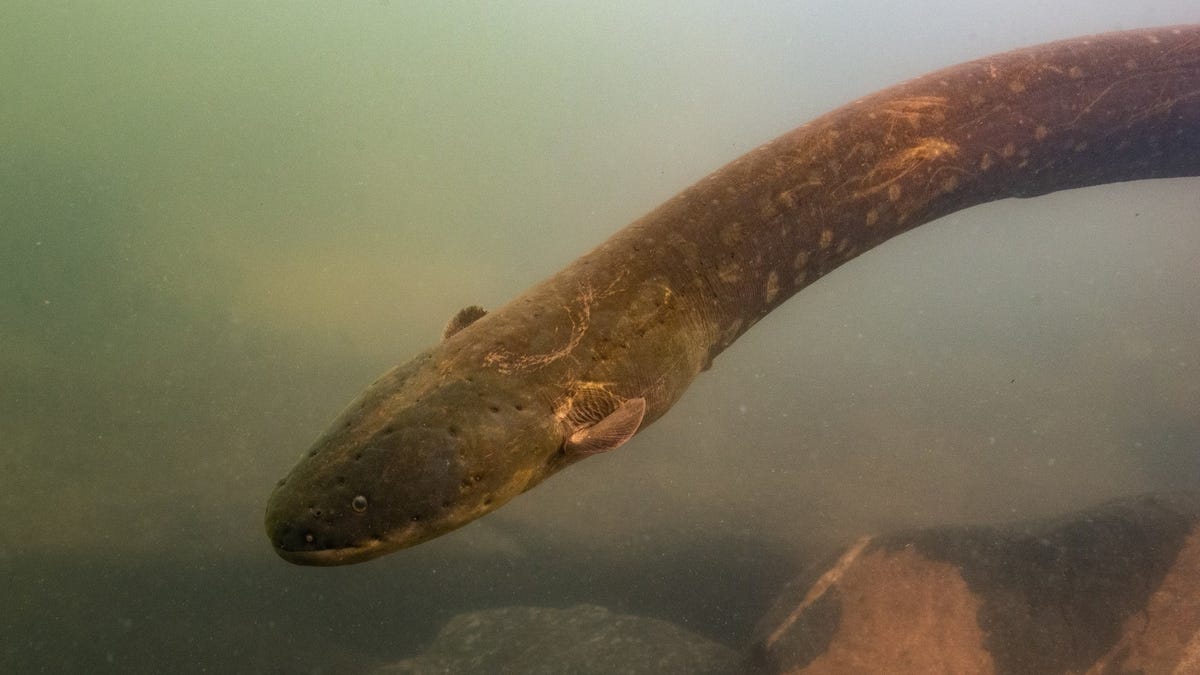 Electric Eels Seen Hunting in Groups for the First Time