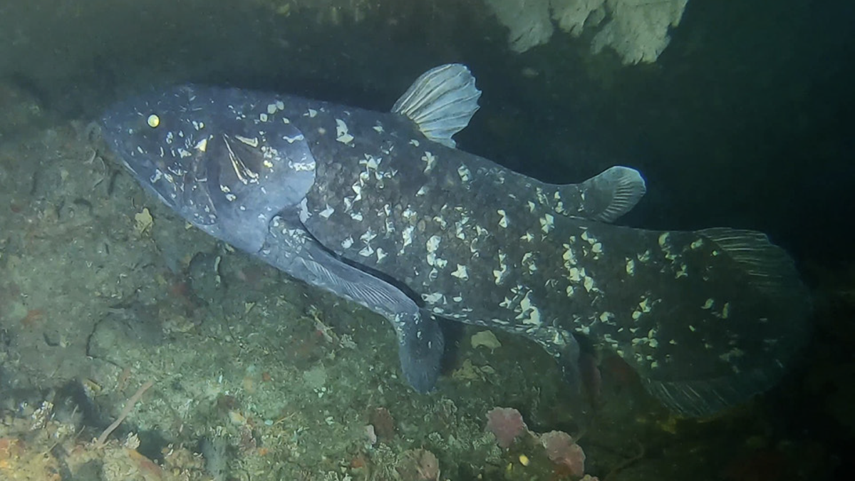 The giant fish, once thought to be extinct, is not the thought of “living fossil” scientists