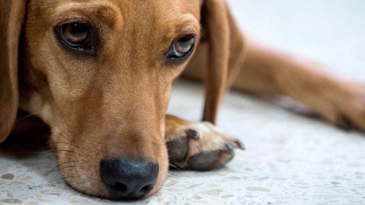 Animal Abuse Including 'Crushing' and 'Burning' Is Now a Federal Felony
