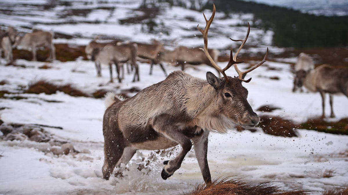 Scandinavian Reindeer Herders Need Help After Disastrous Summer of Fire