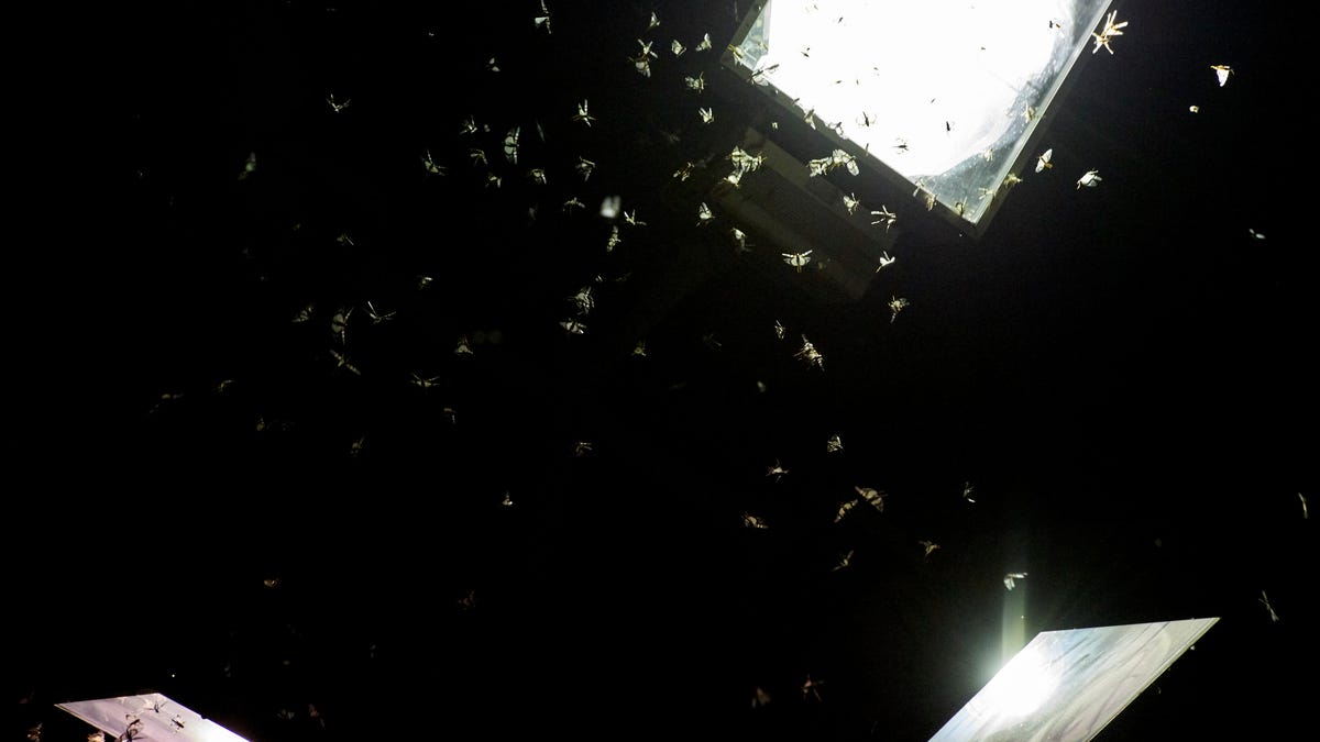 Bug Scientists Uncover a New Cause of the Insect Apocalypse